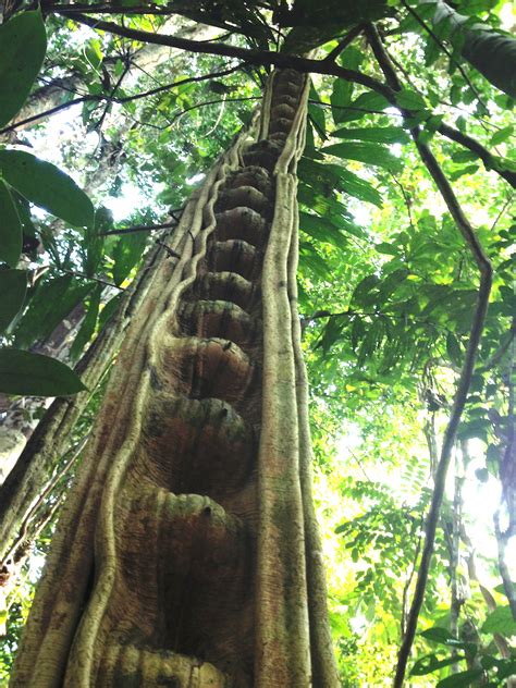 On a quest for spiritual awakening and healing, a naturopathic doctor and an accountant join others in the amazon to drink a hallucinogenic brew called ayahuasca… New Ayahuasca Shamanism Retreat Centre Project: Would you like to get involved?? | Shamanic Journeys