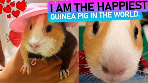 The Very First Videos Of The Legendary Guinea Pig Sandy I Am The