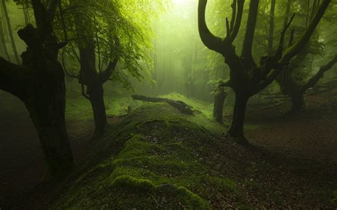 壁纸 阳光 树木 景观 森林 性质 草 科 苔藓 绿色 早上 薄雾 西班牙 大气层 欧洲 丛林 路径 雨林