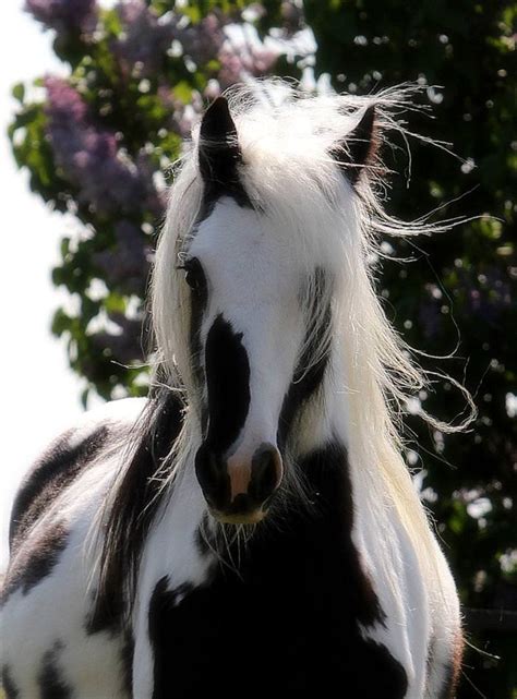 Exotic Horse Breeds With Amazing Hair Nature