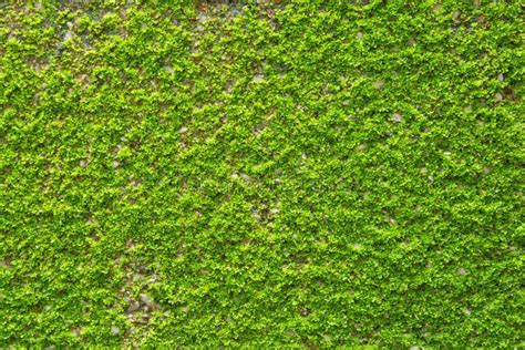 Green Moss Wall Texture
