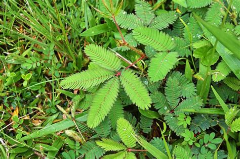 612 Mimosa Weed Stock Photos Free And Royalty Free Stock Photos From