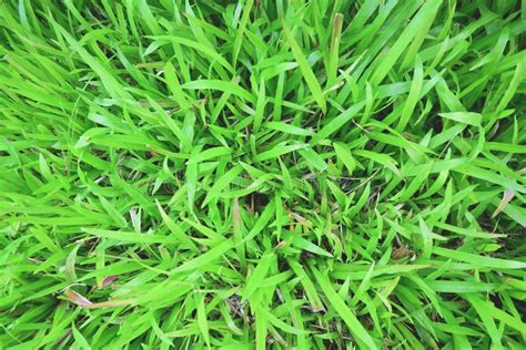 Tropical Carpet Grass Stock Photo Image Of Land Lawn 69358708