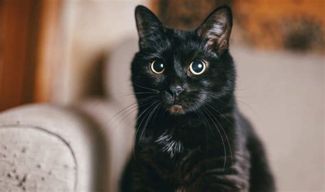 black cat breeds  blue eyes    exist