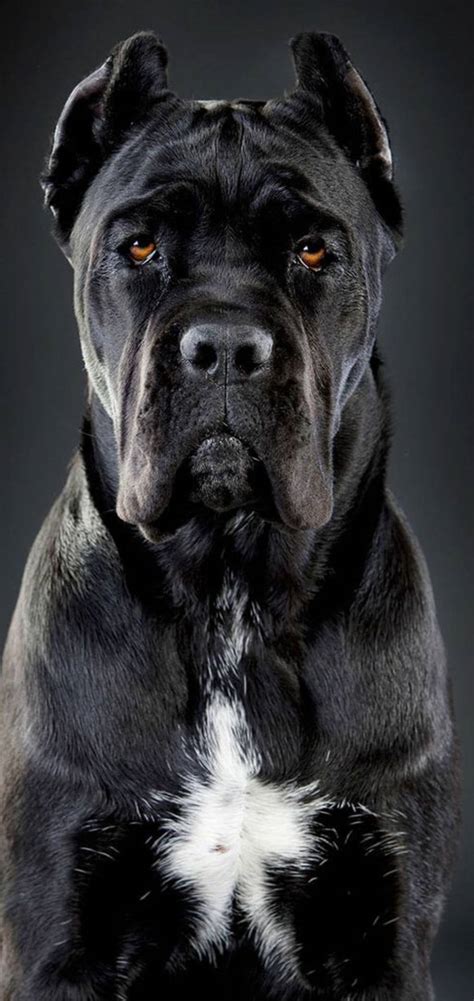 Download Handsome Cane Corso Dog Wallpaper
