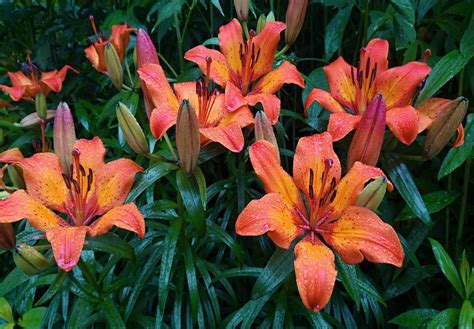The Ultimate Guide To Lilies Care Planting Pruning Types And More