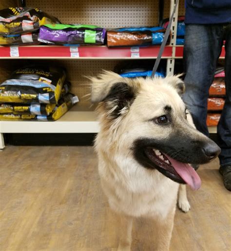 According to the company, their food costs 20% less than other premium dog food brands, while still being of great quality. Bella's Visit to Tractor Supply for Purina Dog Food & Toys ...