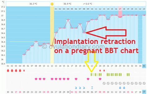 Bbt With A Missed Period A Negative Test Charts