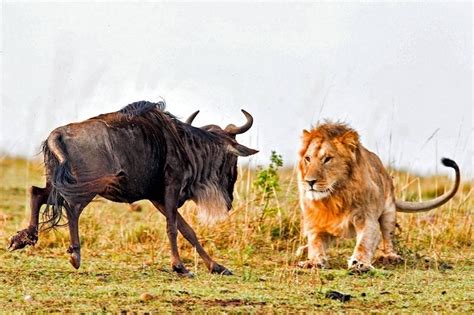 Dramatic Photos Of Lion Hunt A Wildebeest Freeyork