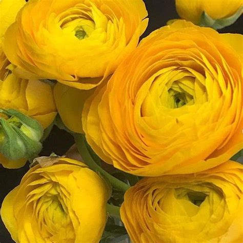 Bulk buy flowers on alibaba.com when making attractive decorations that last a long time. Yellow Ranunculus | Bulk Fresh DIY Wedding Flowers ...