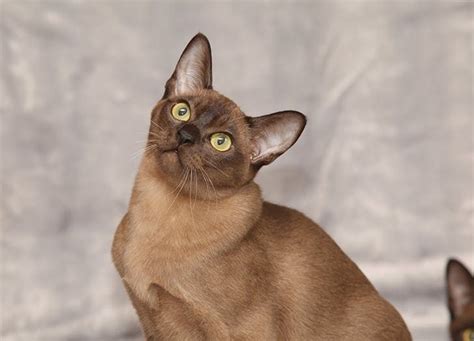 This hypoallergenic cat breed has skyrocketed in popularity in recent years, due to their outgoing personality and huge presence. 8 Paw-sitively Adorable Hypoallergenic Cat Breeds ...