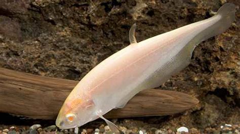 Albino Ghost Knife Fish Asdxf