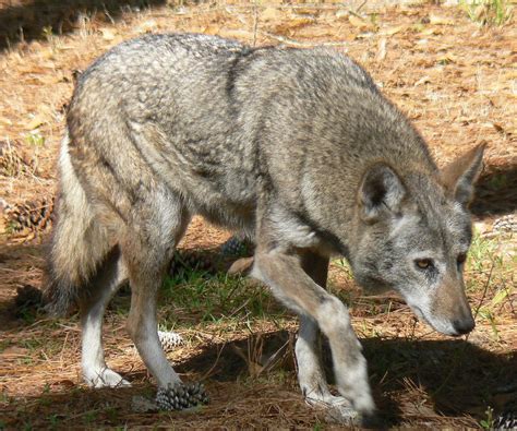 Can You Tell The Difference Between A Red Wolf And Coyote Rural