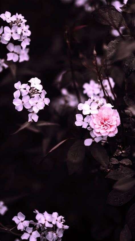 Aesthetic Spring Flowers Wallpapers Wallpaper Cave
