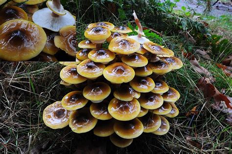 Honey Mushroom The Largest Living Organism In The World