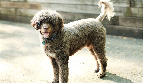 Portuguese Water Dog Breed Facts And Information Petcoach