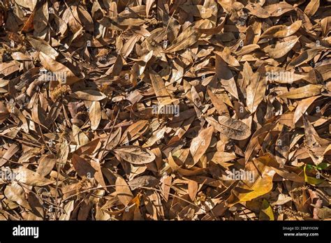 Carpet Of Dead Leaves On A Forest Floor During The Fall Season In North
