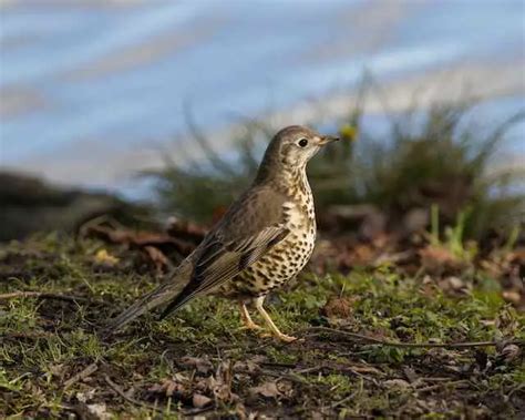 How To Attract Thrushes To Your Garden Ultimate Guide Learn Bird
