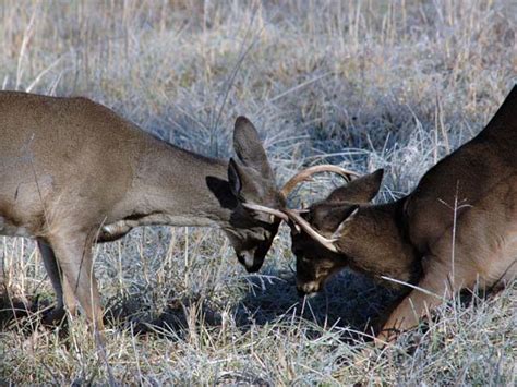 how maryland solves its nuisance deer problems