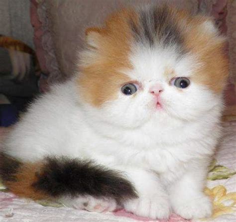 gambar kucing persia peaknose | Binatang Peliharaan