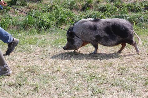 The route may be missing sidewalks or pedestrian paths. Birds & Nature: Have you walked your pig today?