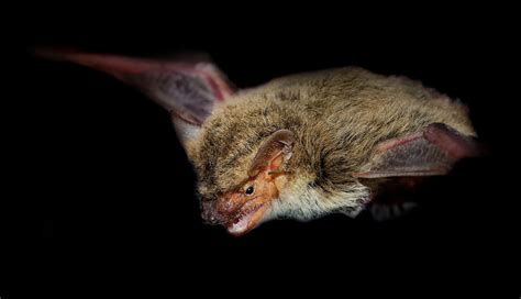 Virginia Bat Removal And Control Virginia Bat Pros