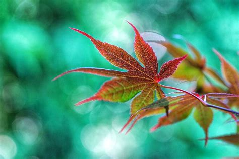 Pin By Jiping On Art Of Japanese Maple Leaf Maple Leaf Japanese
