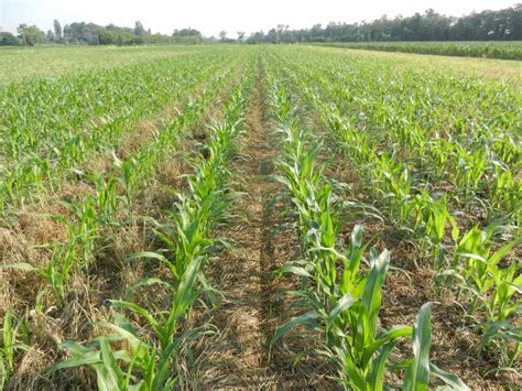 L'agricoltura conservativa per massimizzare le rese e salvaguardare l'ambiente, una metodica che si sta sviluppando grazie alle nuove tecniche. Agricoltura conservativa, ecco come può aiutare a ridurre ...