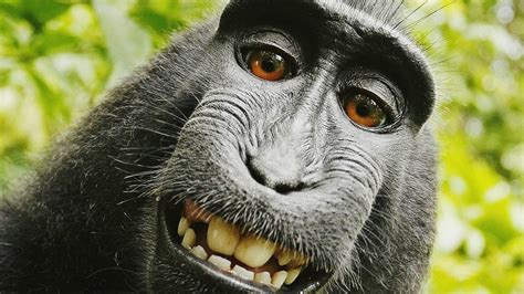 24 Astonishing Ugly Monkey Wallpapers