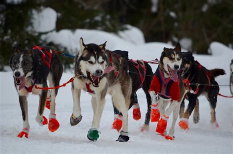 New Initiative Hopes To Bring Sled Dog Racing To New Audience Boreal