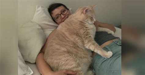 Over the past 10 years, the cat. Huge Shelter Cat Finds The Perfect Family To Help Him Lose ...