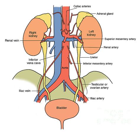 Illustration Of Urinary System By Science Source