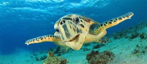 The Hottest Spots To See Sea Turtles In Hawaii And You