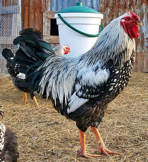 Silver Laced Wyandotte — Harrison Chicken Ranch