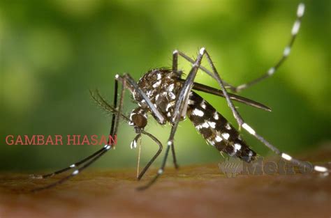 Khususnya untuk anak yang masih kecil. Tapak pembinaan punca nyamuk Aedes | Harian Metro