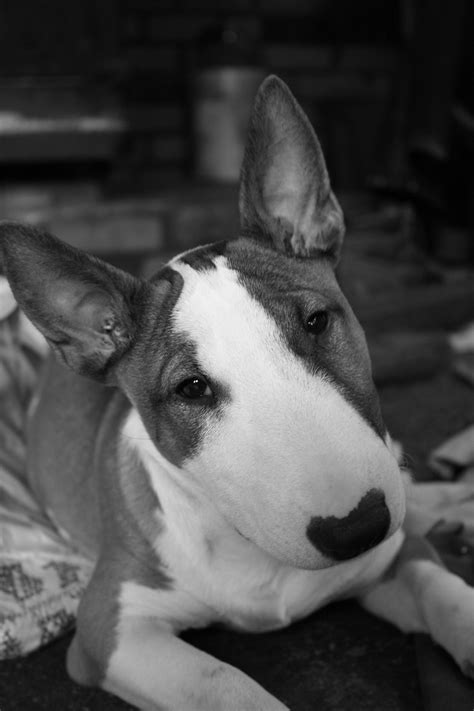 35 Puppies English Bull Terrier Photo Bleumoonproductions