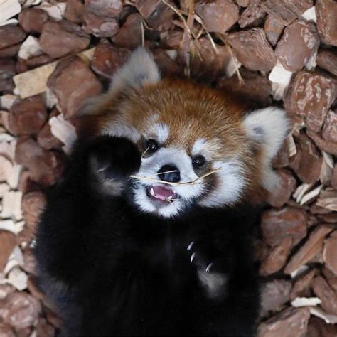 Heres A Red Panda Smiling To Brighten Up Your Day Raww