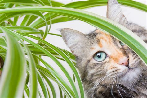 Avoid having sago palms in and around your home if you have pets while there are plants with low toxicity (such as areca palm), they can still cause negative symptoms like gastrointestinal upset in dogs and cats. Spider Plant Toxicity - Will Spider Plants Hurt Cats?