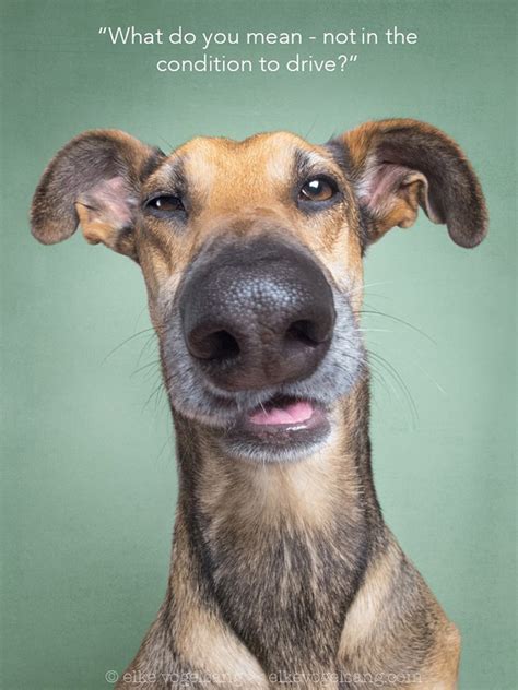 20 Funny Dog Portraits By Elke Vogelsang I Can Has Cheezburger