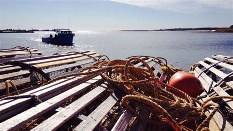 Artificial Lobster Bait To Be Tested In Nova Scotia Waters