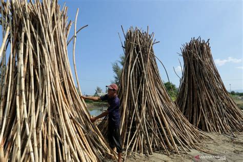 Pelaku Usaha Pemanfaat Hasil Hutan Wajib Lakukan Budi Daya Rotan