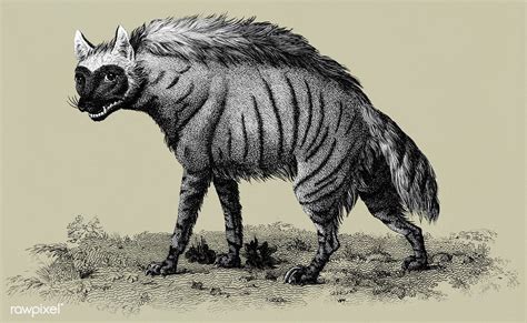 Public Domain Striped Hyena From Zoological Lectures Delivered At The