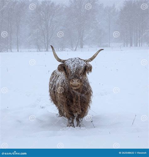Cow In Winter Cow In Snowfall Scottish Highland Cattle In Winter