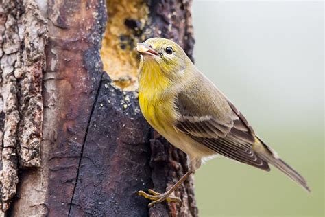 20 Ideas For Backyard Birds Of Texas Best Collections Ever Home