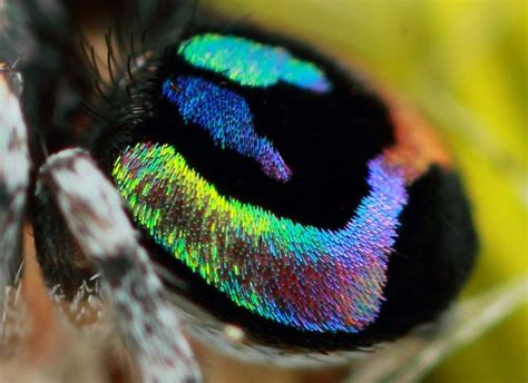The Most Beautiful And Beastly Creature Rainbow Jumping Spider