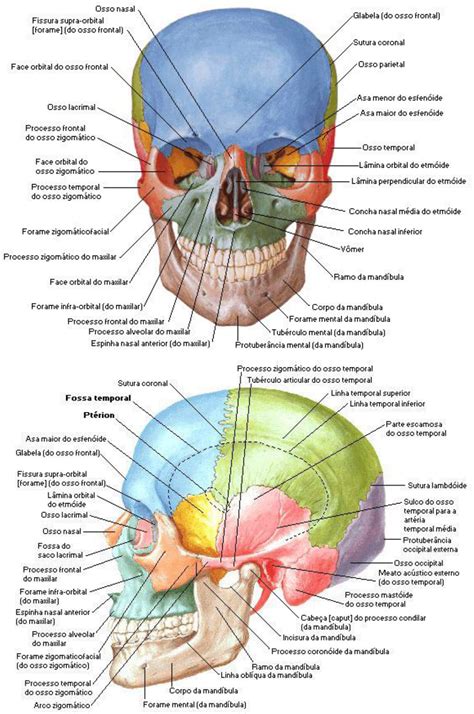 Anatomia Do Crânio Humano