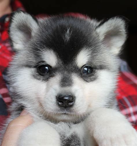 Submit your business listing | help & contact us. Husky Puppies Eugene Oregon - Puppy And Pets