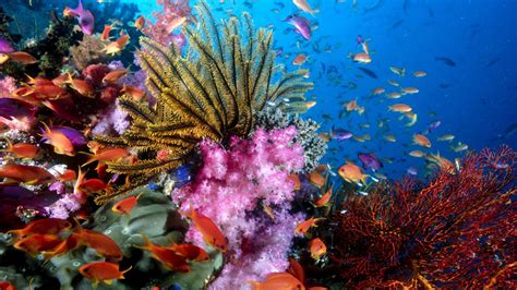 Hawaii Ocean Underwater Underwater Scene Coral Ocean