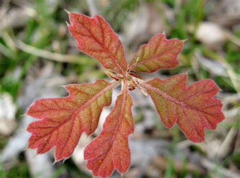 How to plant your oak tree. gardening with turtles: Oaks and hickories