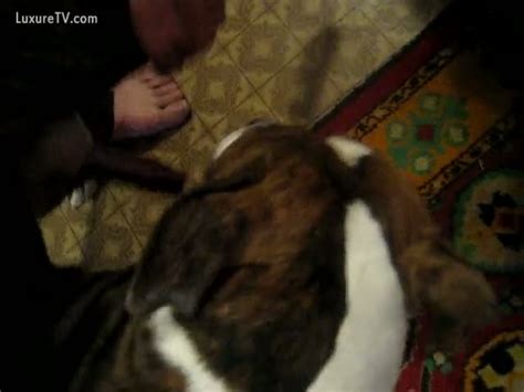 Guy Is Using Dog Ramrod To Fuck His Amateur Wife Xxx Femefun